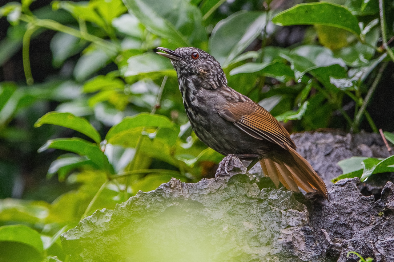 Annam Limestone Babbler